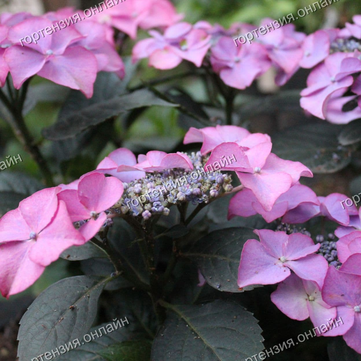 Купить Тиффани Перпл (Tiffuny Purple Royalty Collection)