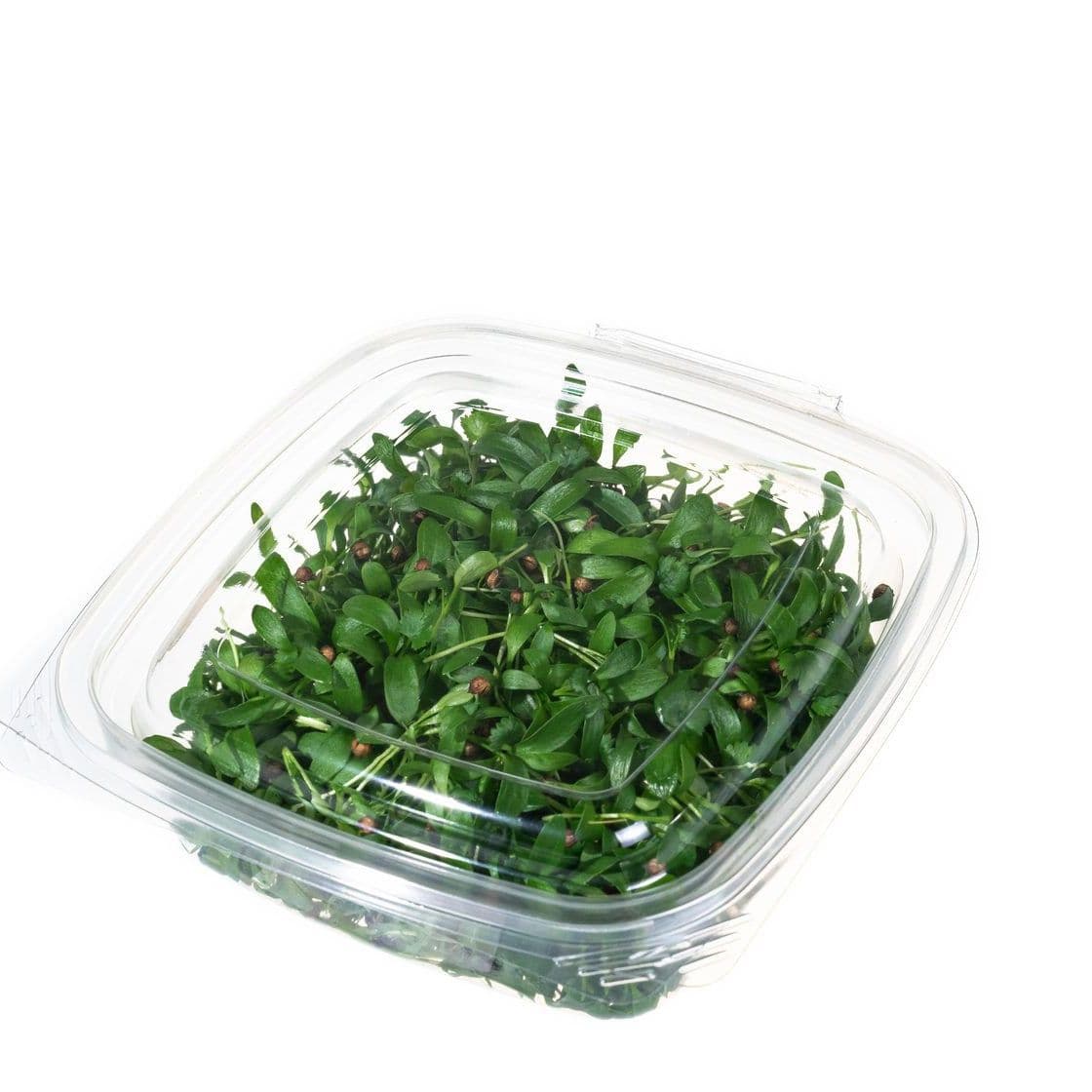 Купить Кориандр (кинза)