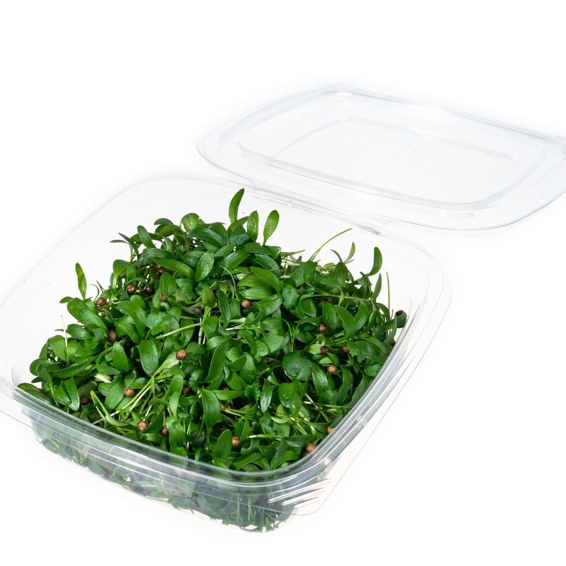 Купить Кориандр (кинза)