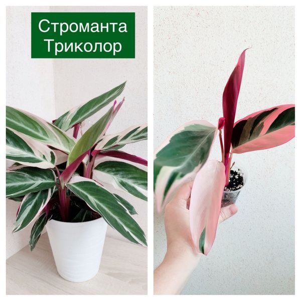 Купить Строманта Триколор