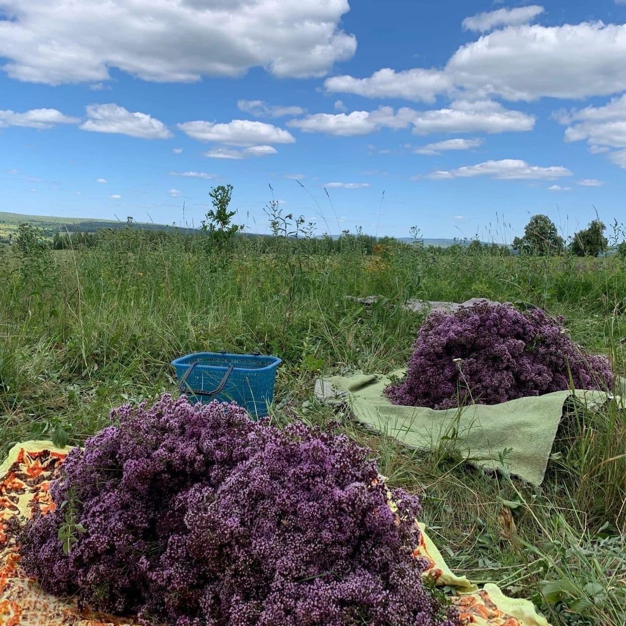 Купить Душица (Орегано, Матрешка)