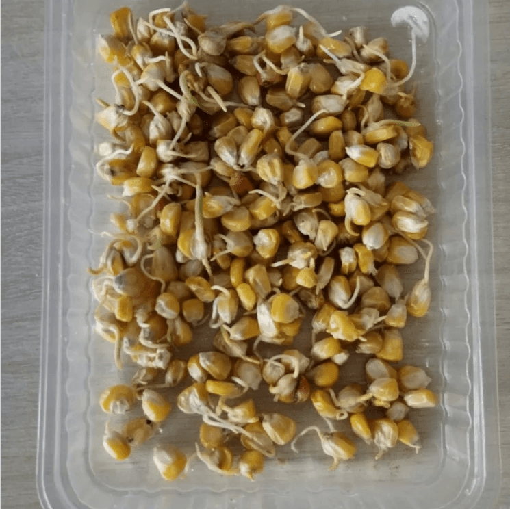 Купить Проростки кукурузы