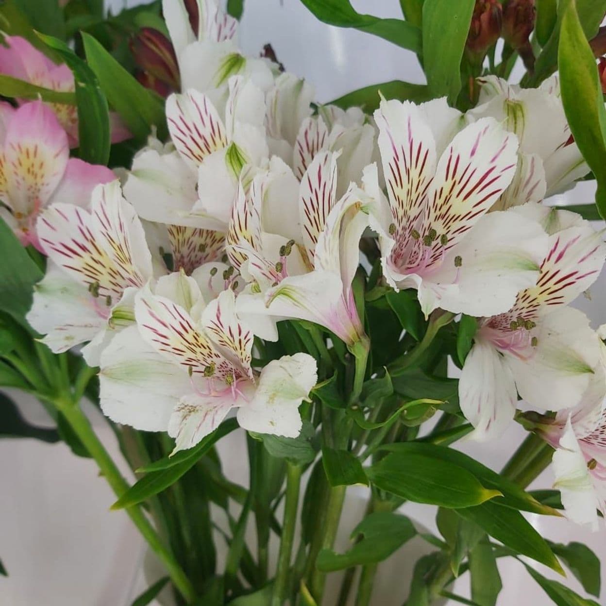 Купить Альстромерия