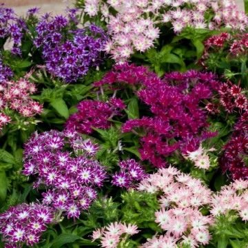 Купить Флоксы