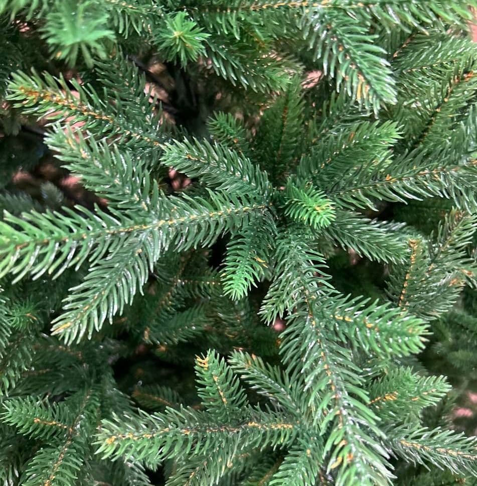 Купить Царская ГРАДИЕНТ