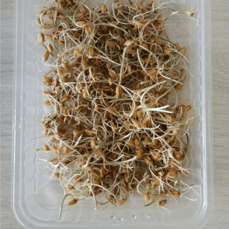 Купить Проростки ячменя