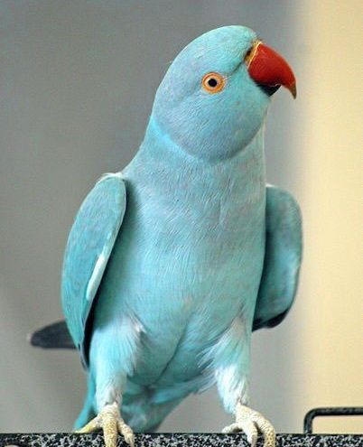 Купить Колье Parrot