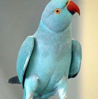 Купить Колье Parrot