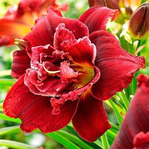 Купить «Лилейник Дабл Рэд Роял» (Hemerocallis Double Red Royal)