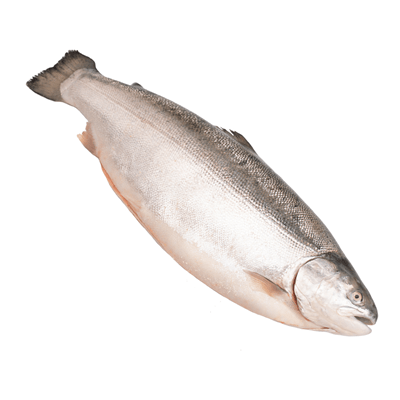 Купить ФОРЕЛЬ МОРСКАЯ МУРМАНСКАЯ ОХЛАЖДЕННАЯ ~ 3,5 КГ. доставка продуктов Тюмень . доставка продуктов в Тюмени . доставка фруктов Тюмень . доставка фр