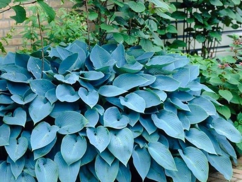 Купить Хоста гибридная Блу Энжел (Blue Angel)