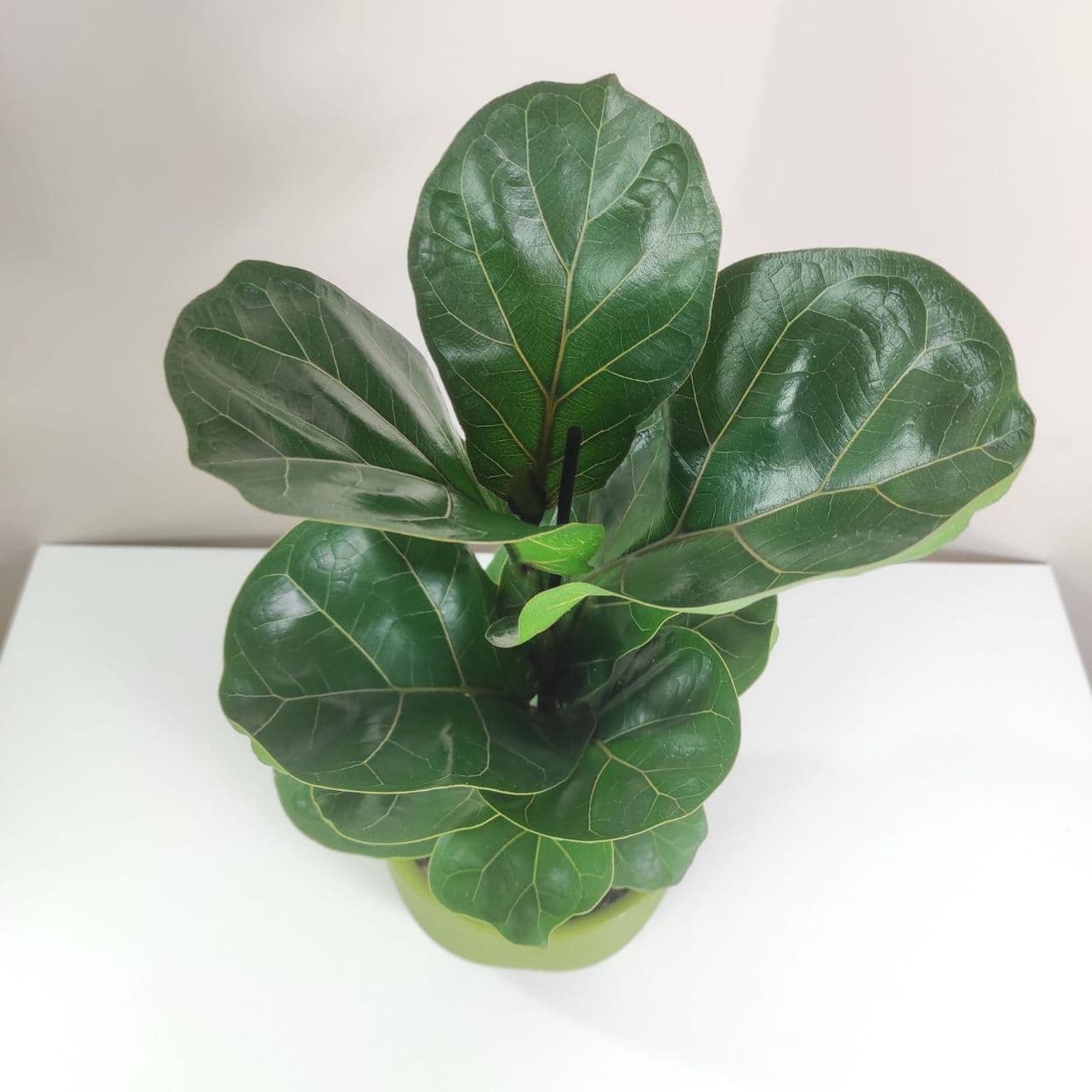 Купить Фикус Лирата Бамбино в зеленом горшке