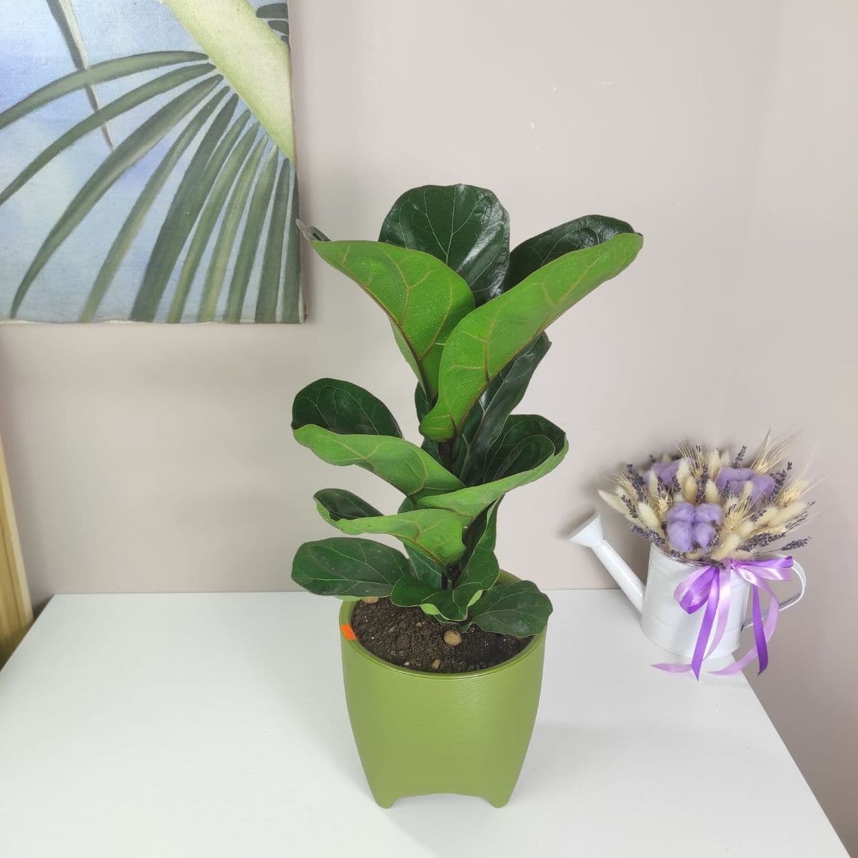 Купить Фикус Лирата Бамбино в зеленом горшке