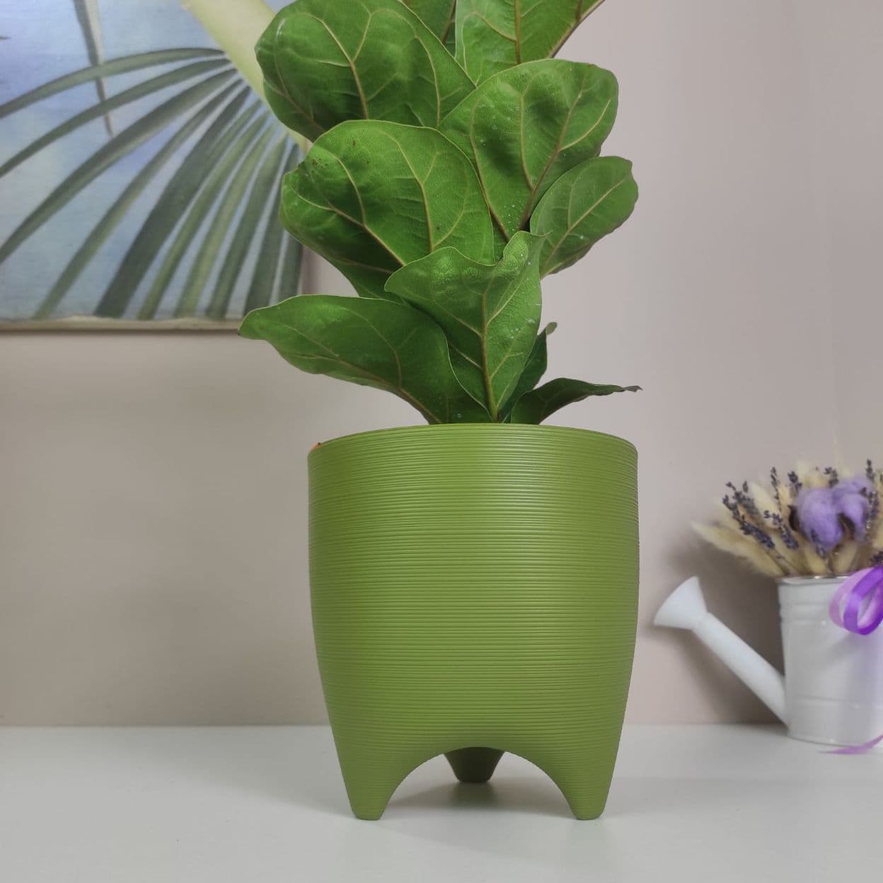 Купить Фикус Лирата Бамбино в зеленом горшке