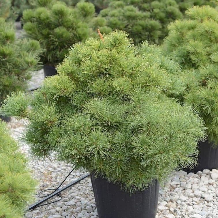 Купить Сосна Стробус Рейнхаус