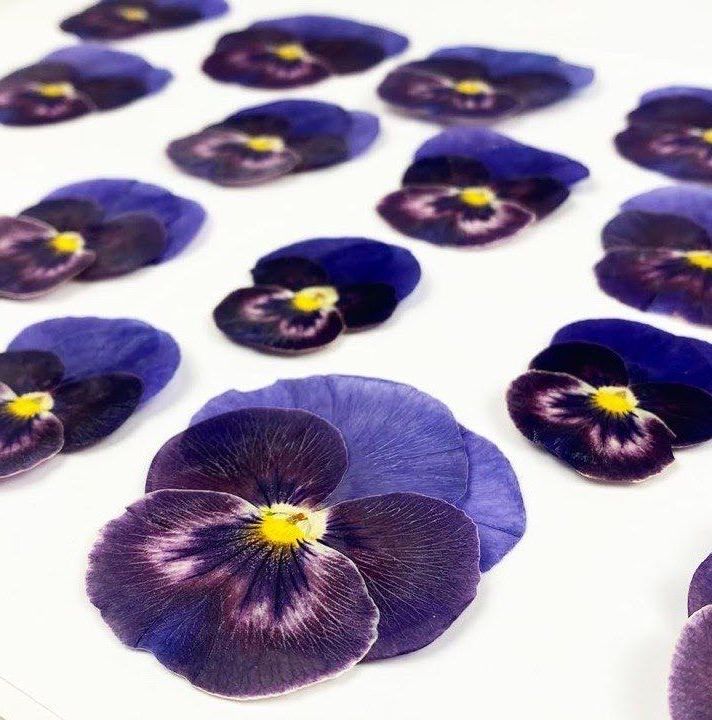 Купить Декор: Сушеные цветы (виола, анютины глазки)