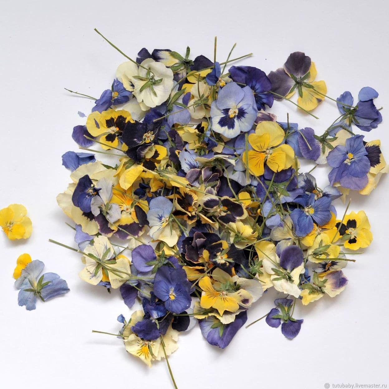 Купить Декор: Сушеные цветы (виола, анютины глазки)