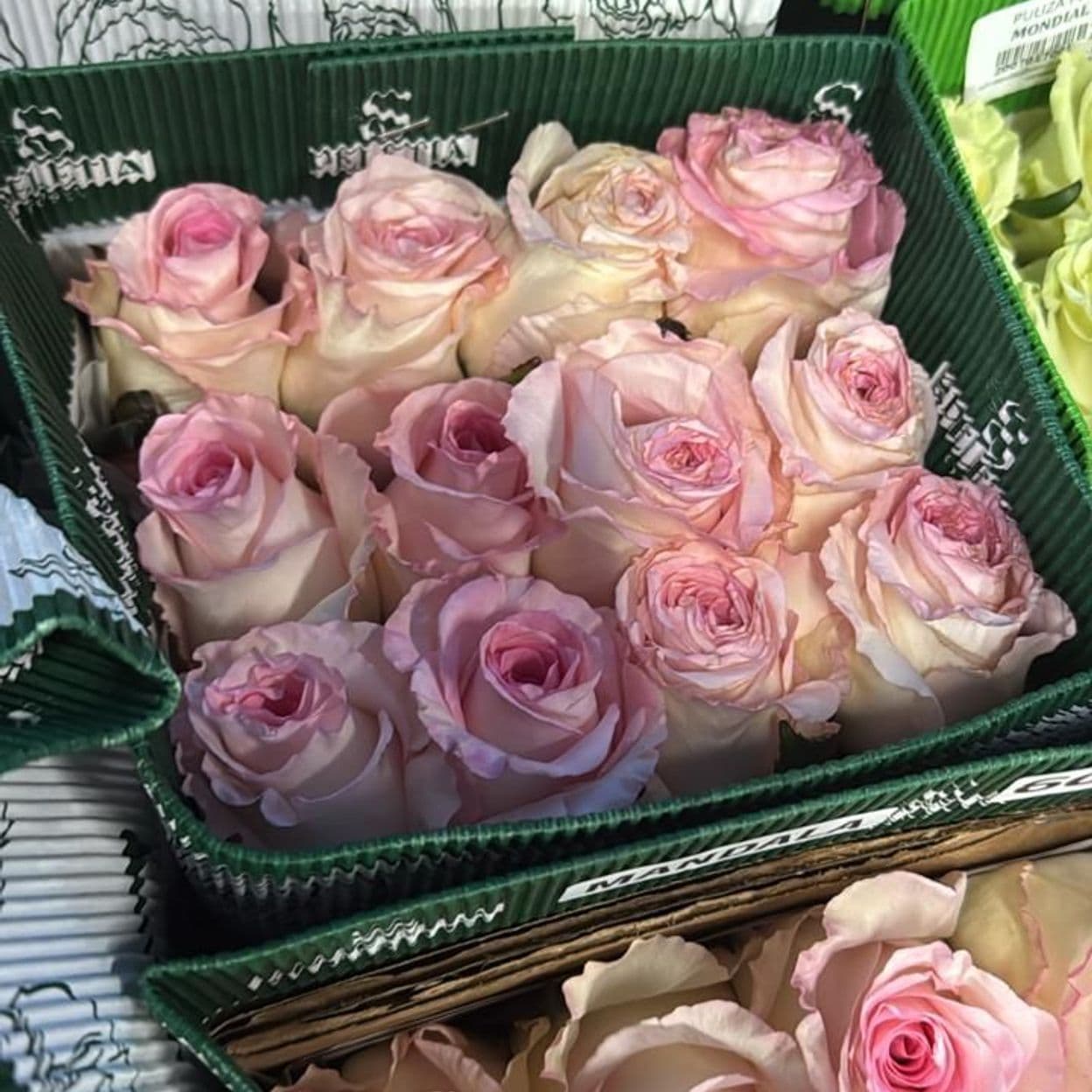 Купить Роза розовая