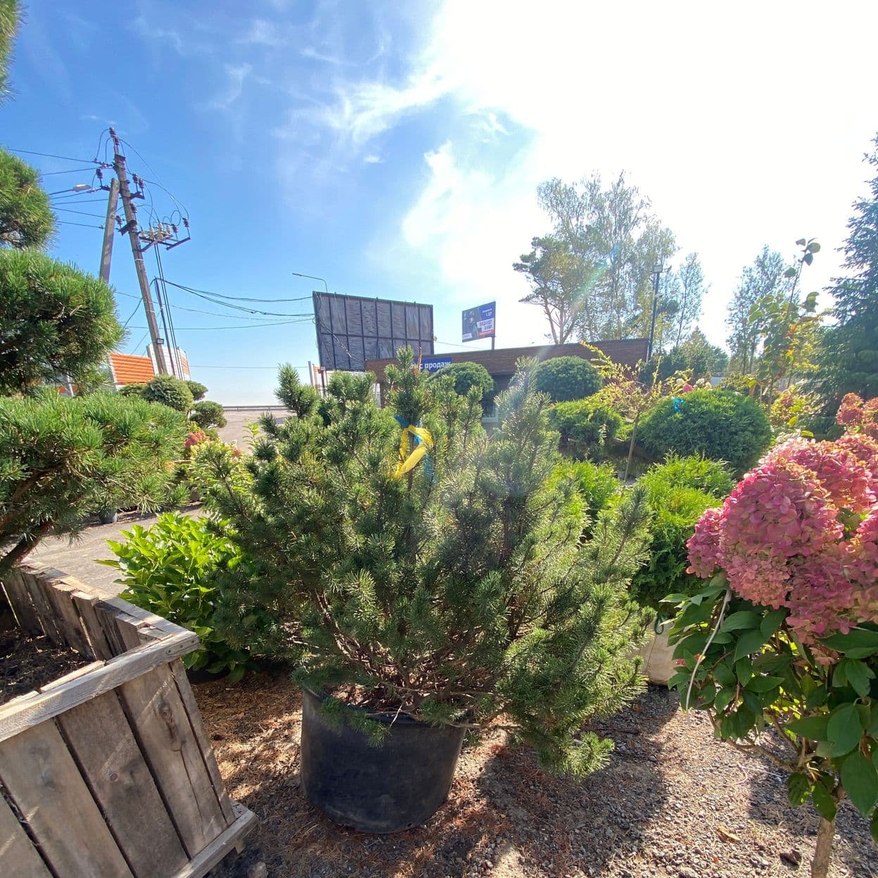 Купить Сосна Горная Мугус