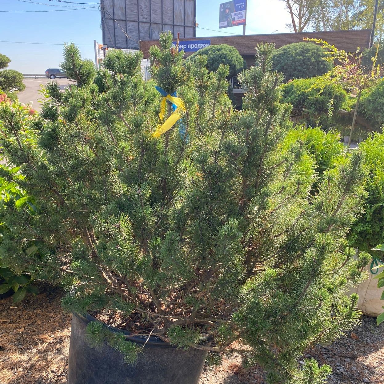 Купить Сосна Горная Мугус