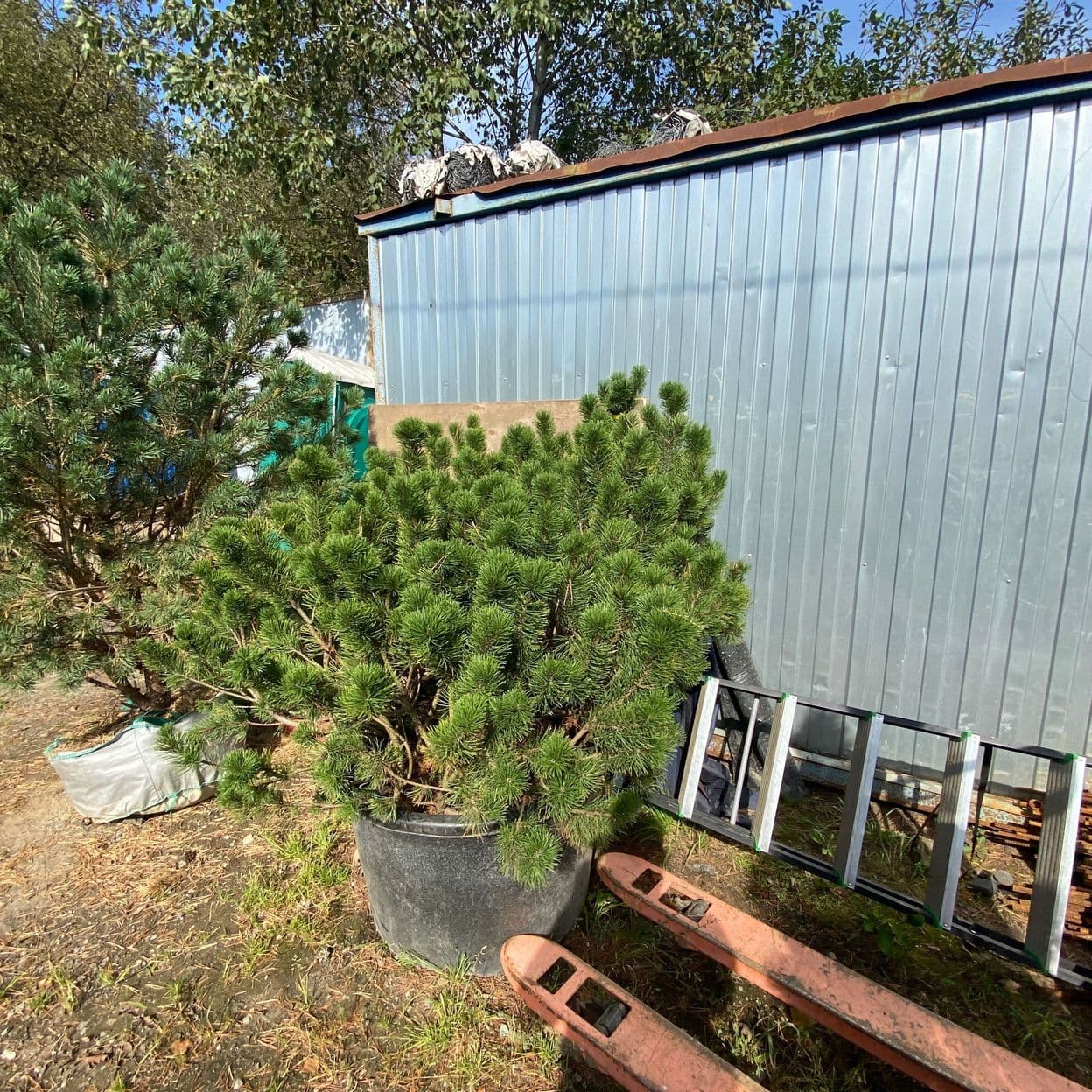 Купить Сосна Горная Мугус