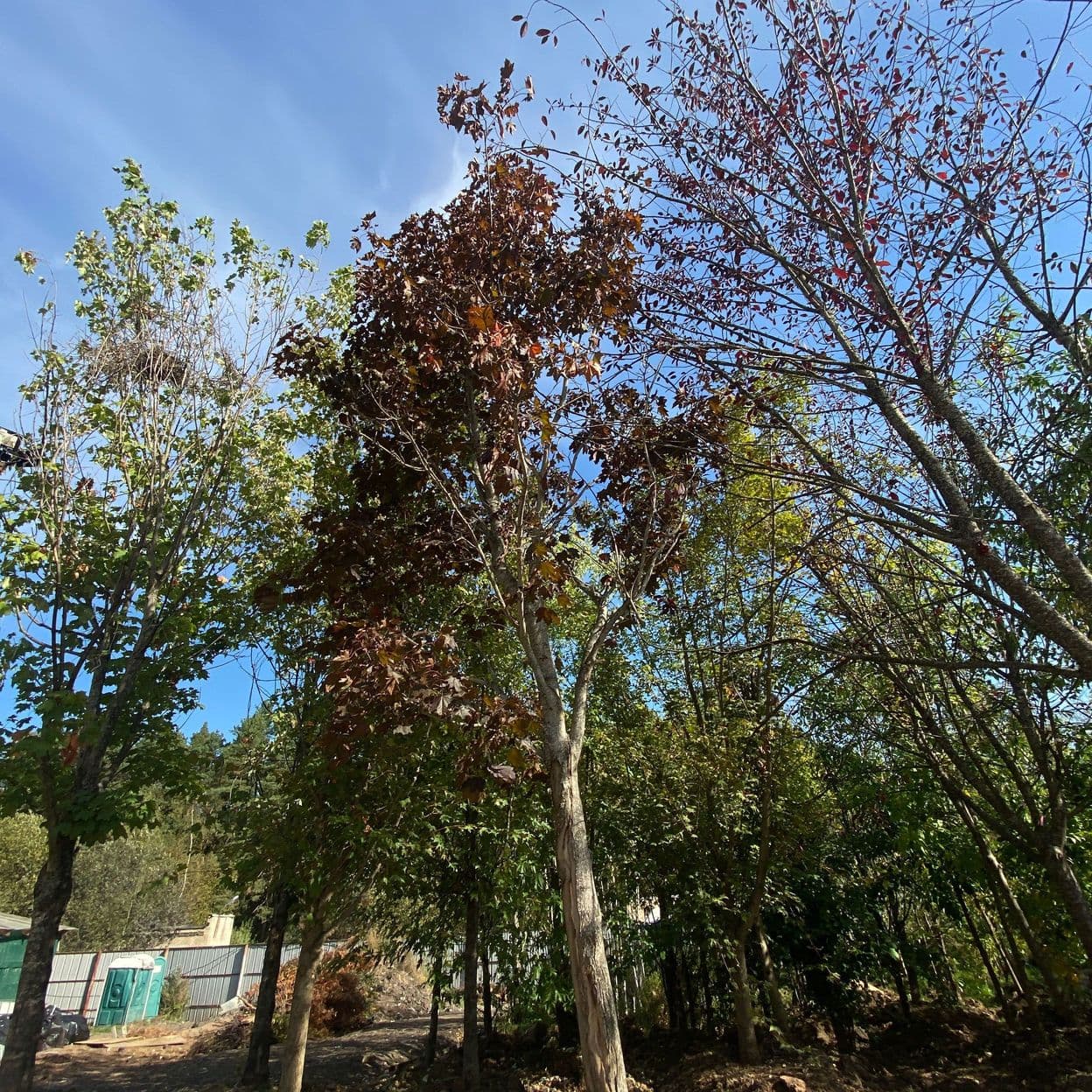 Купить Клен Роял Рэд