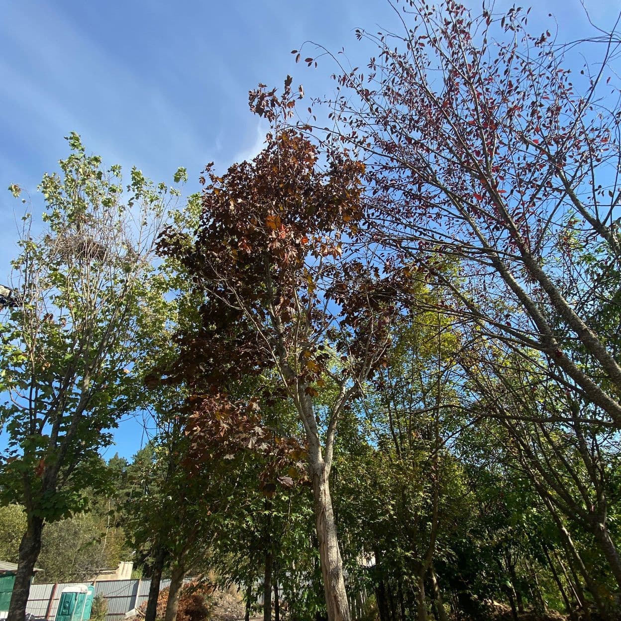 Купить Клен Роял Рэд