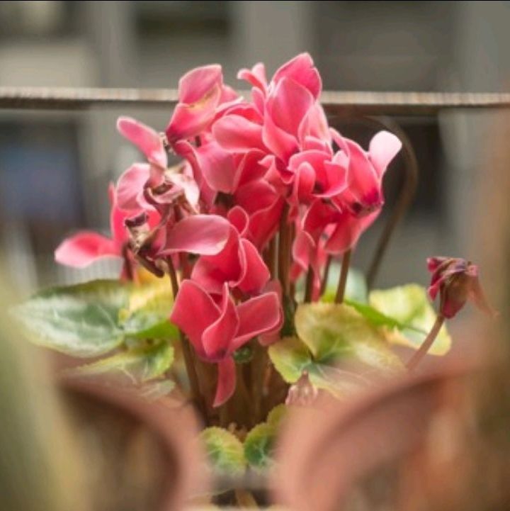 Купить Cine Anamorphic mod Helios 44-2 58mm f/2.0
