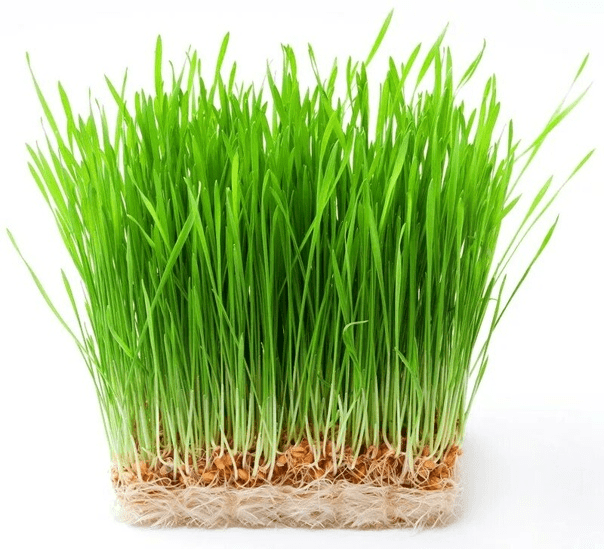 Купить Пшеница