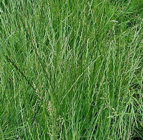Купить Райграс однолетний семена ОС, ЭС, РС, РСт