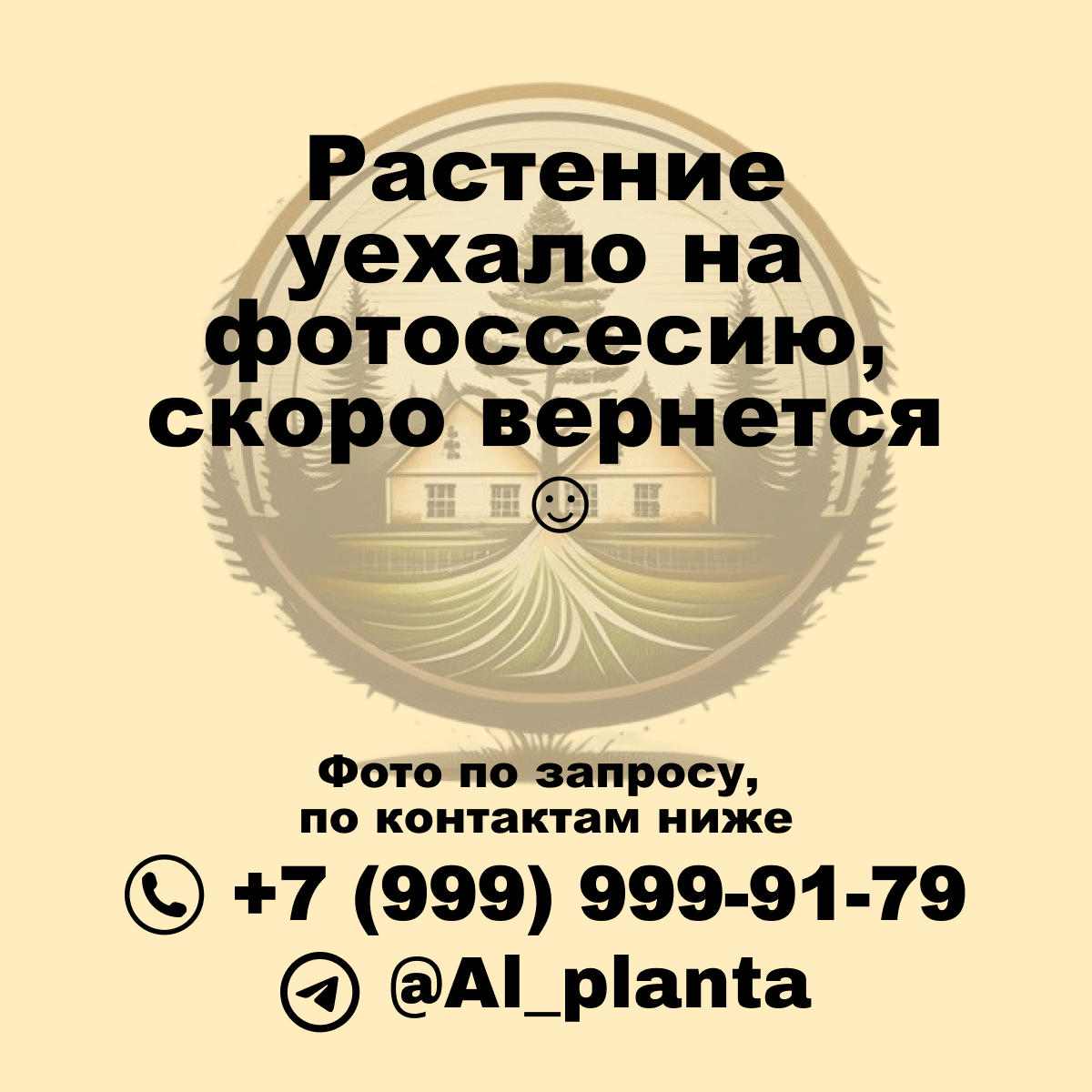 Купить Гортензия Штамб