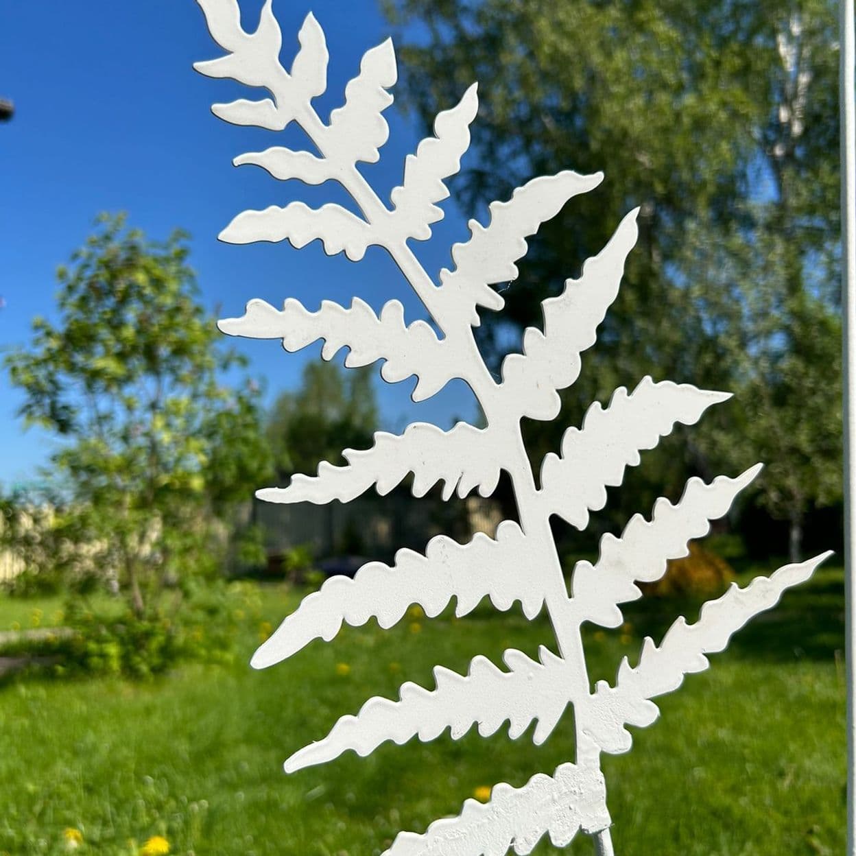 Купить Папоротник