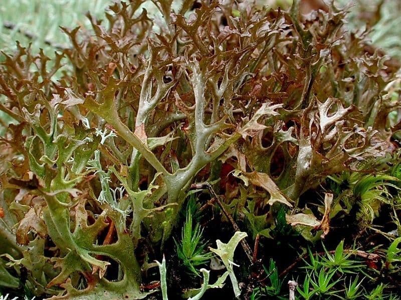 Купить Исландский мох 20грамм