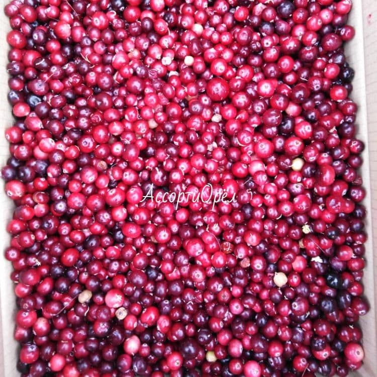 Купить Клюква (свежая и замороженная)
