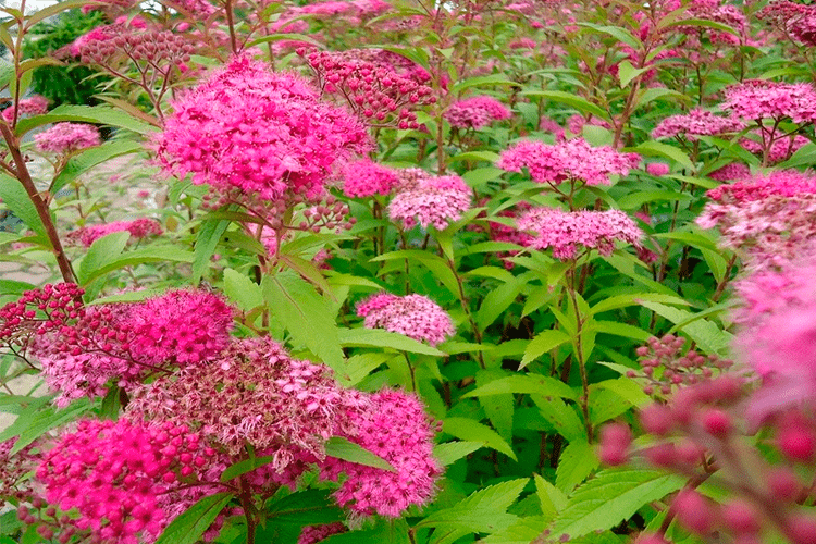 Купить Спирея японская Антони Ватерер (Spiraea japonica Anthony Waterer)