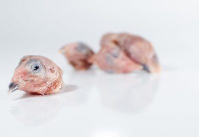 Купить Голова перепела, 1 кг