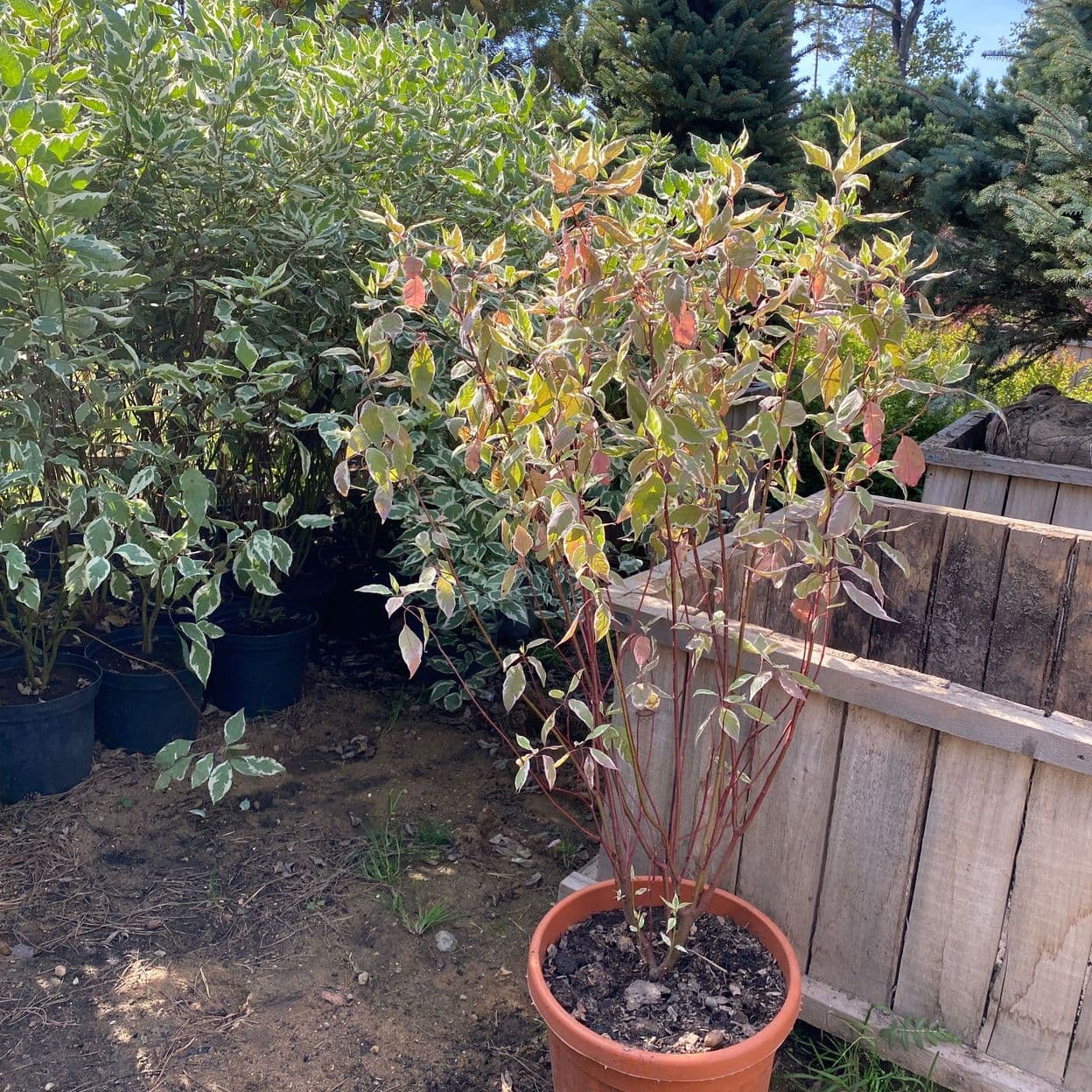 Купить Дерен Элегантиссима