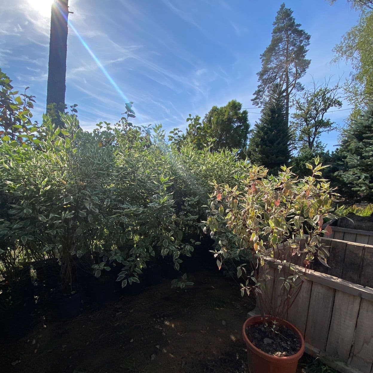 Купить Дерен Элегантиссима