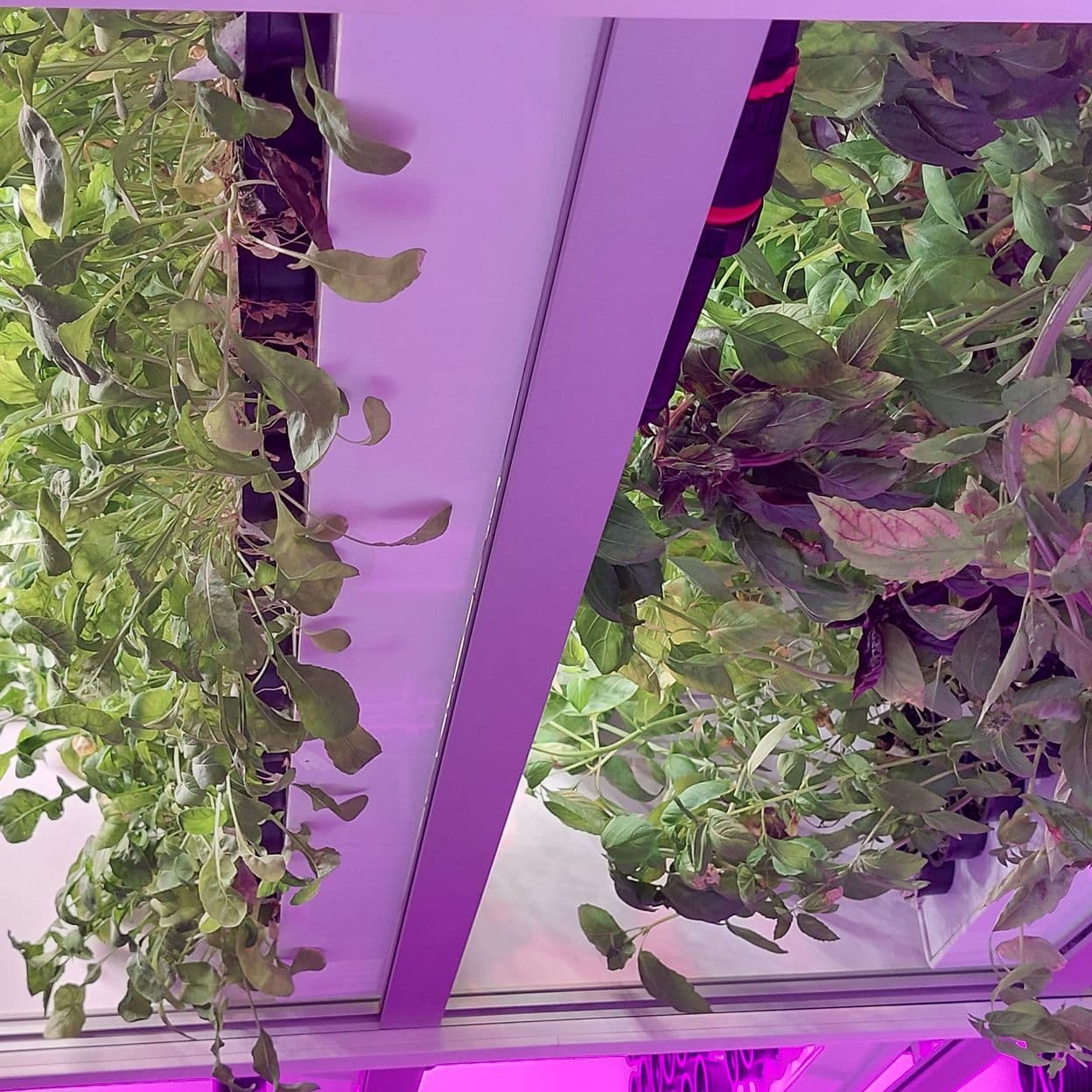 Купить Умная полка-витрина для выращивания зелени Greenbar dubl -5-300