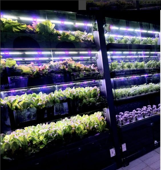 Купить Умная полка-витрина для выращивания зелени Greenbar dubl -5-300