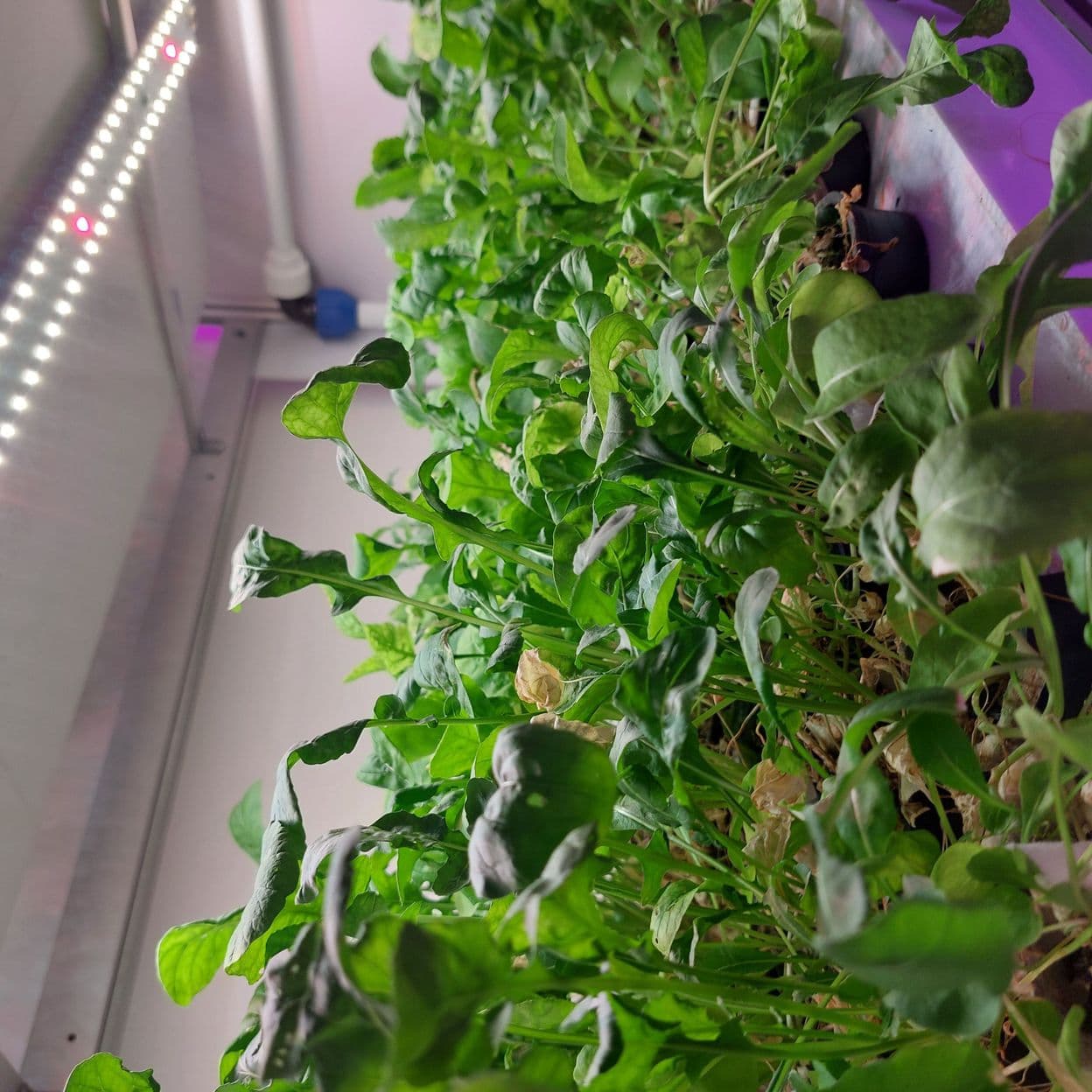 Купить Умная полка-витрина для выращивания зелени Greenbar dubl -5-300