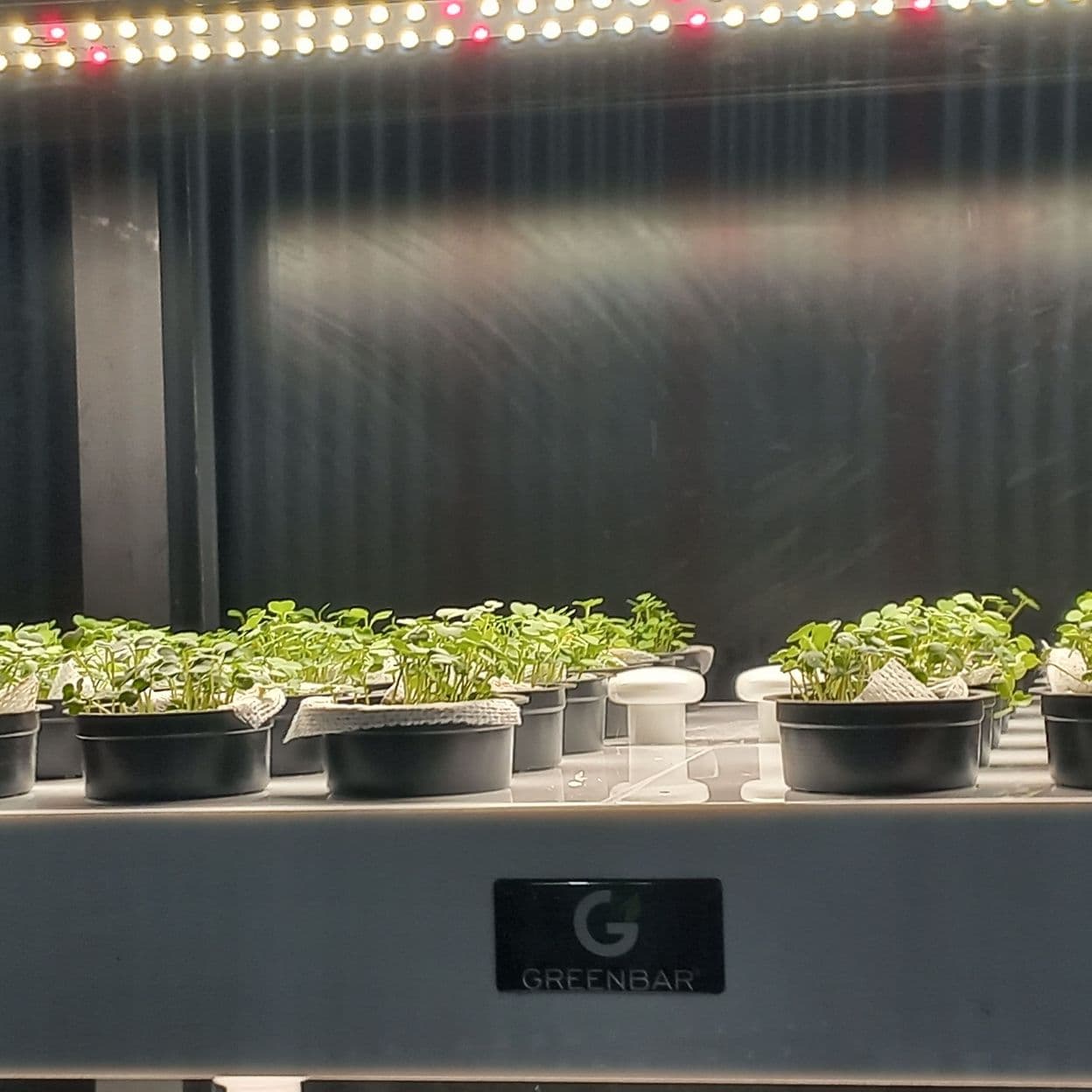 Купить Умная полка-витрина для выращивания зелени Greenbar dubl -5-300