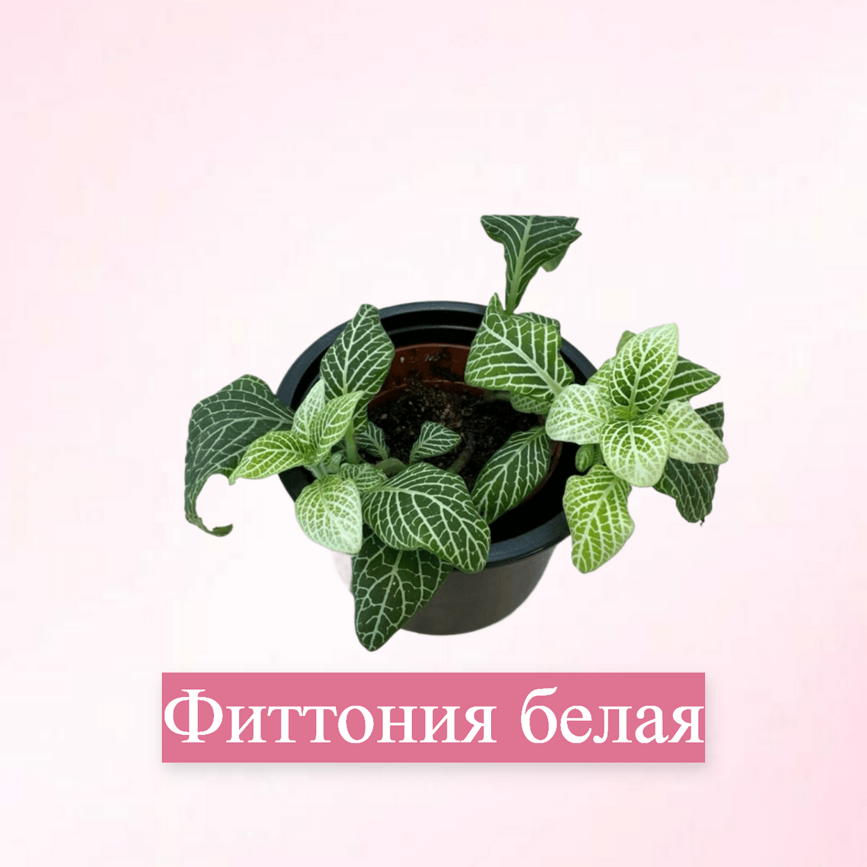 Купить До 500р.