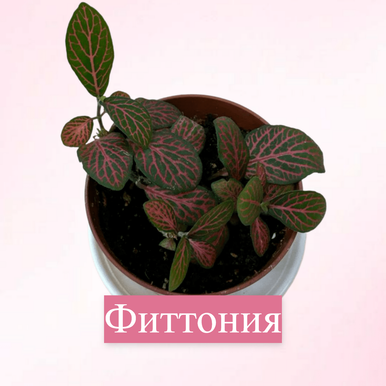 Купить До 500р.