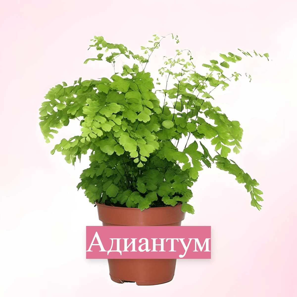 Купить До 500р.
