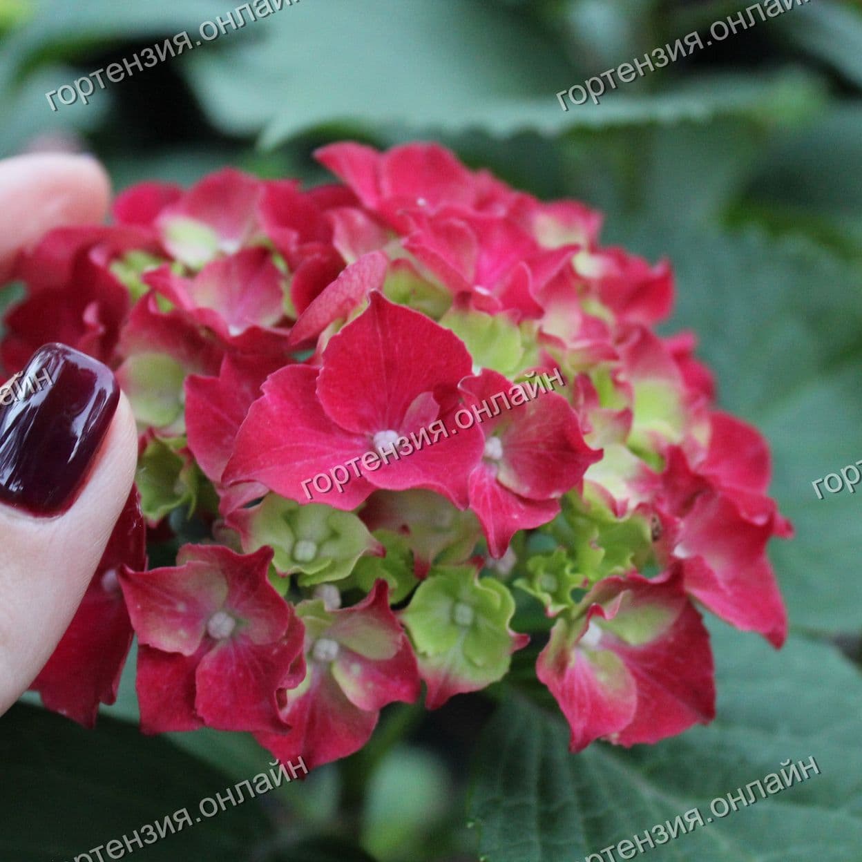 Купить Фореве Энд Эвер Ред (Forever & Ever Red Engless Summer Collection)