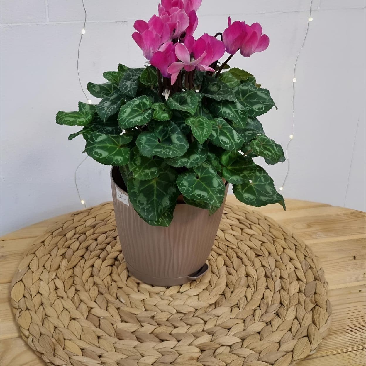 Купить Цикломен