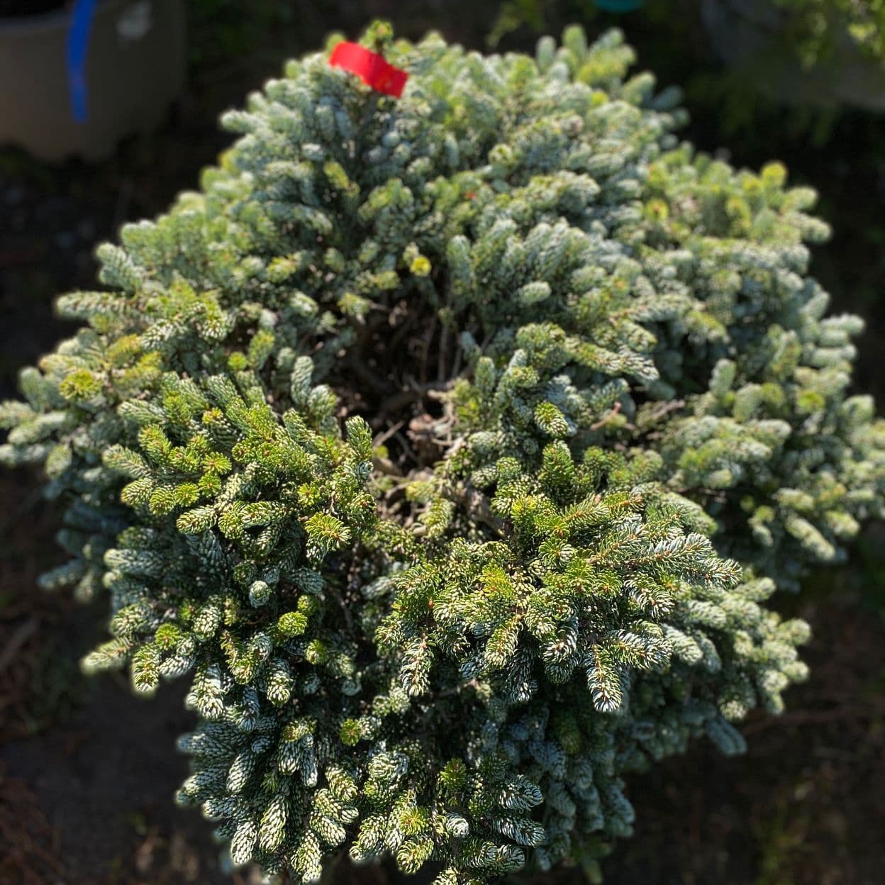 Купить Пихта Корейская Айсберг