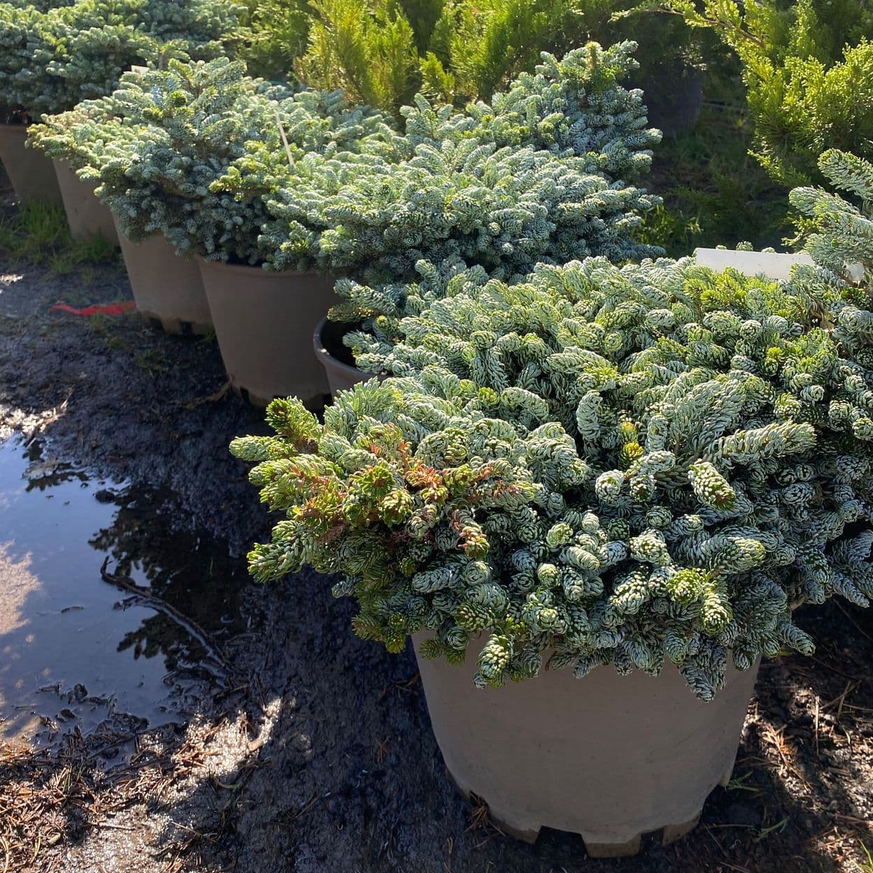 Купить Пихта Корейская Айсберг