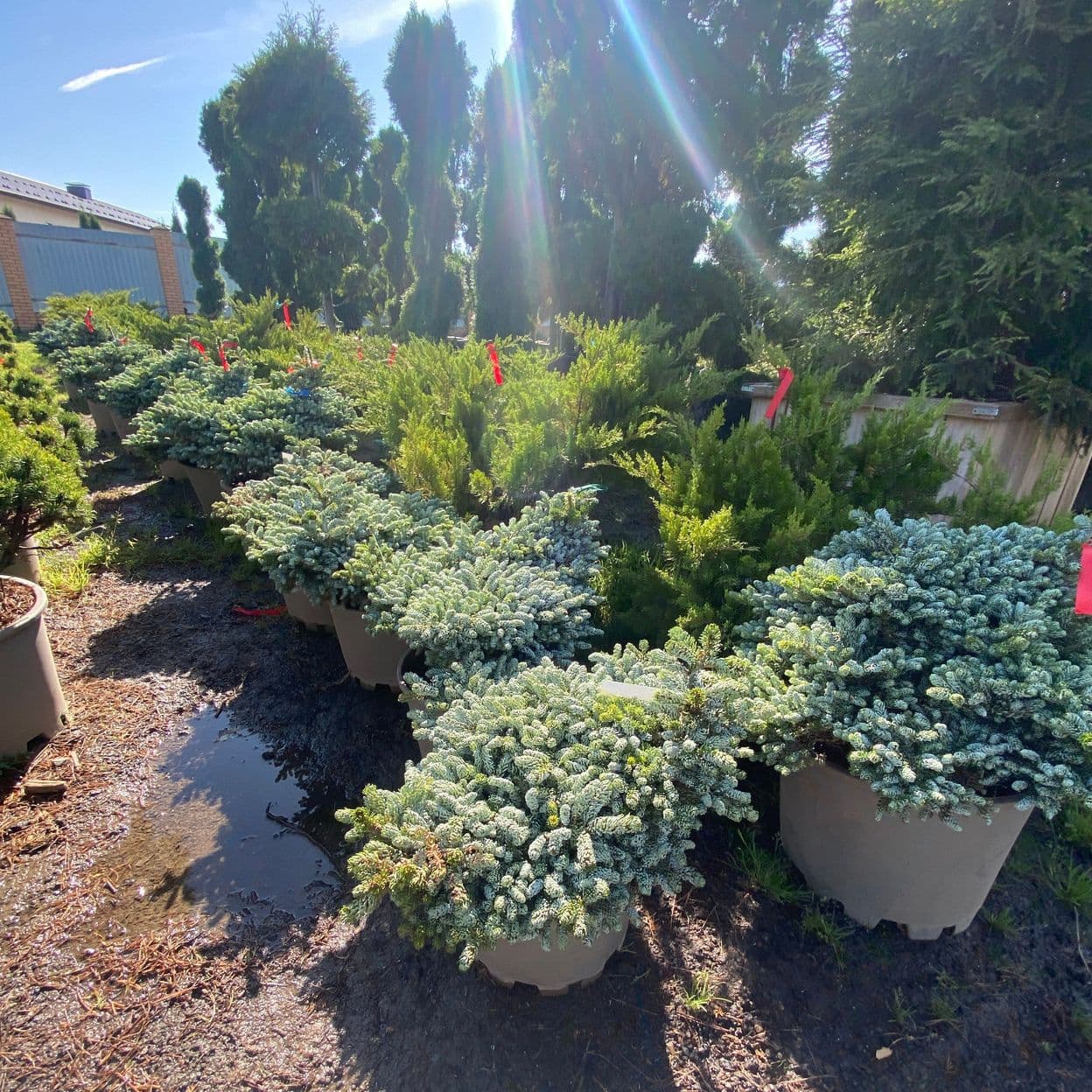 Купить Пихта Корейская Айсберг